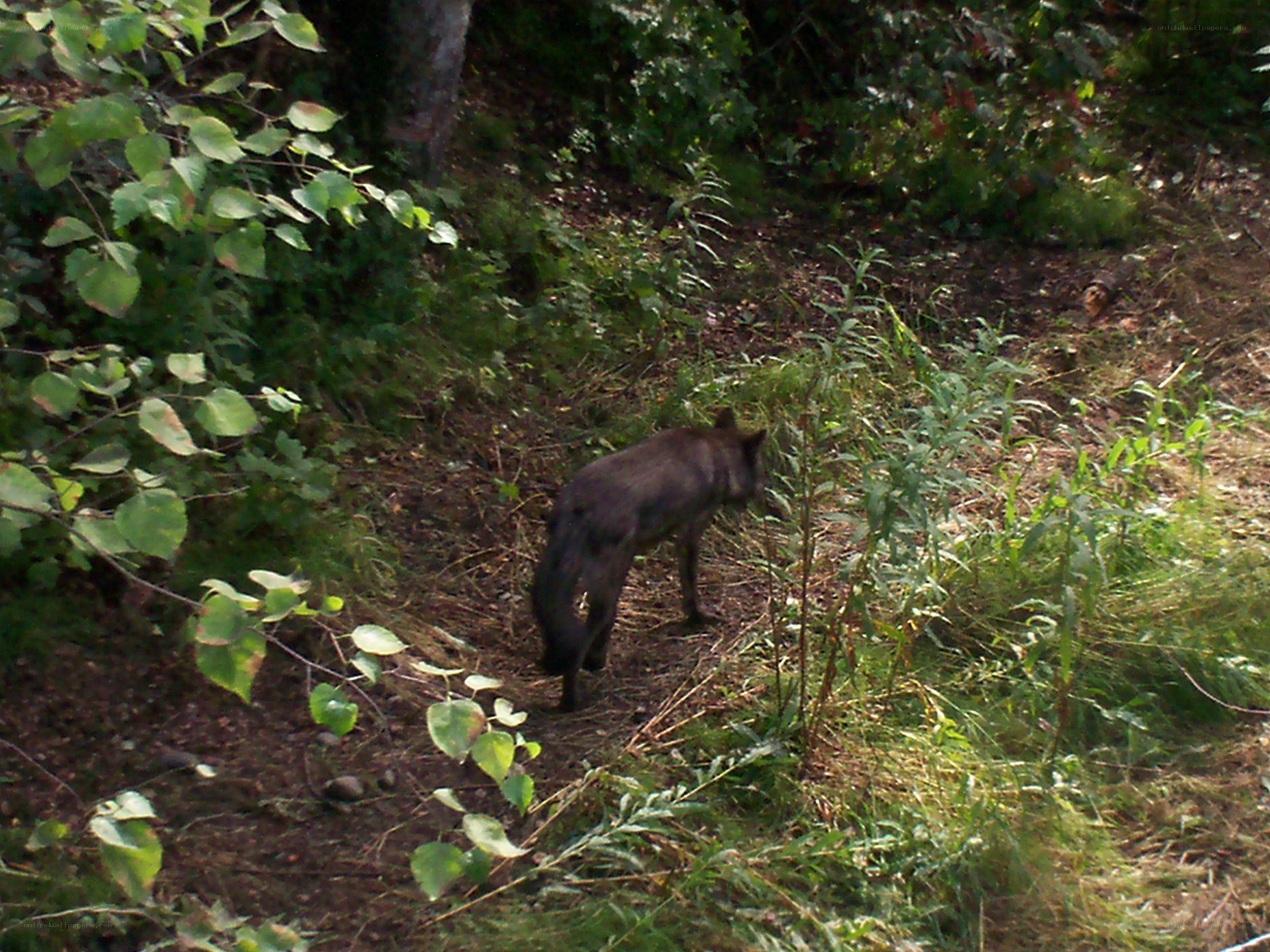 wolf in forest clearing