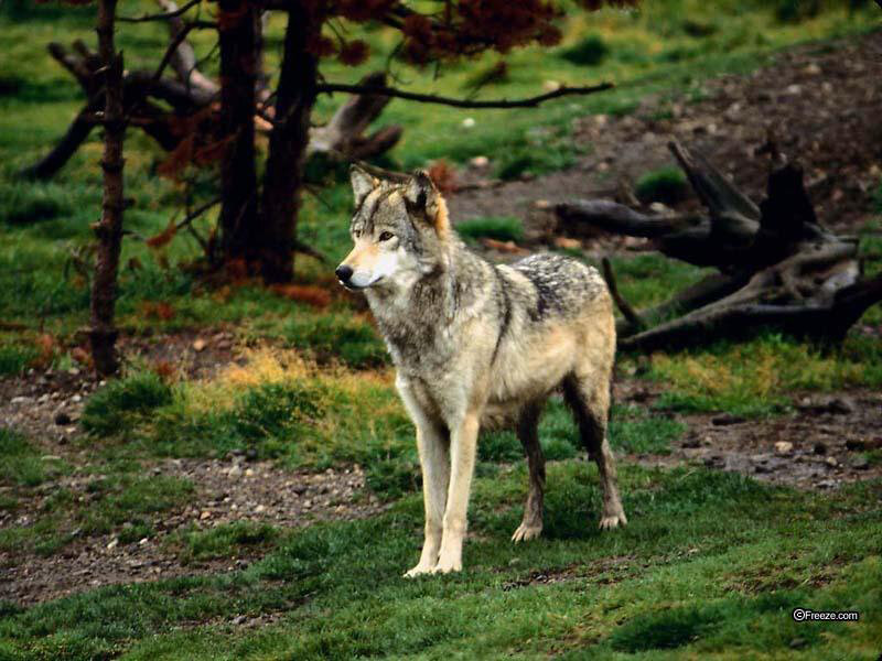 wolf in forest clearing