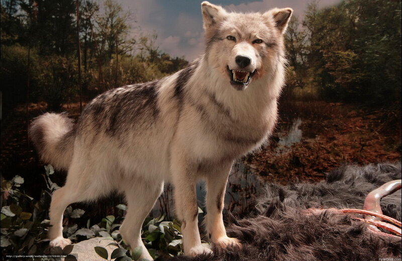 wolf in forest display