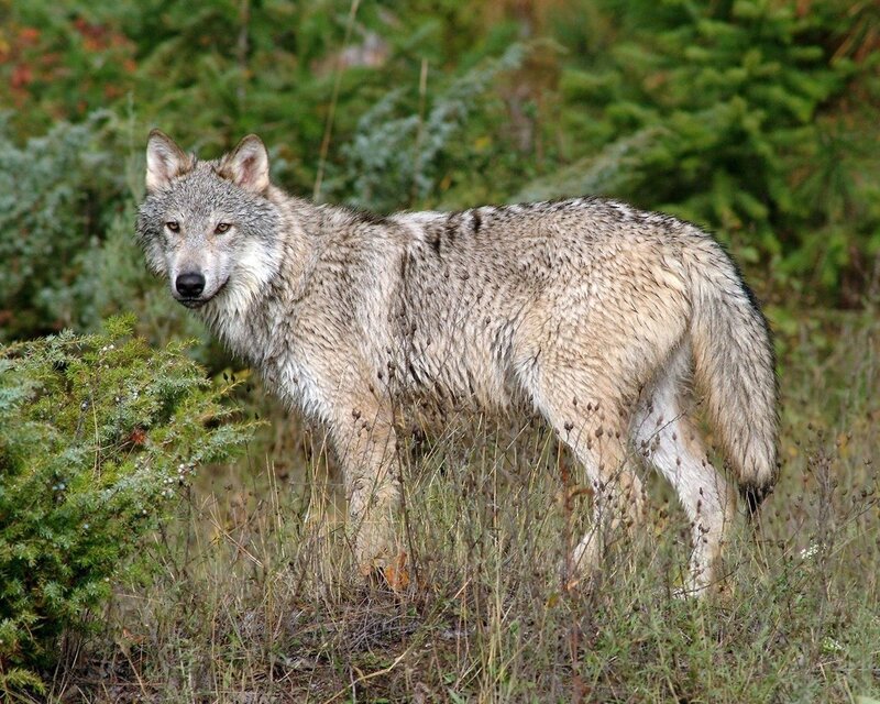 wolf in forest environment