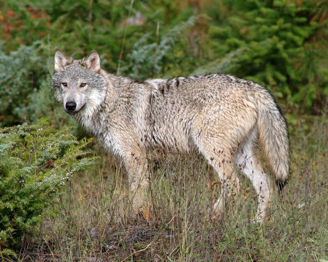 wolf in forest environment