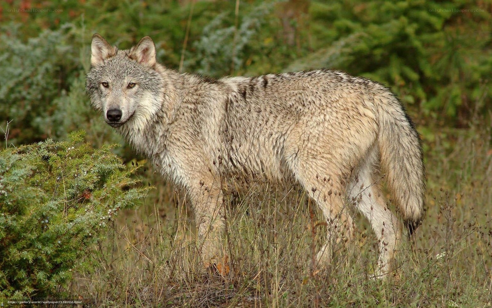 wolf in forest environment