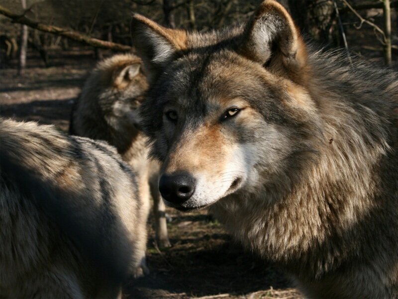 Wolf in Forest — Gray, Alert, Afternoon, Photograph