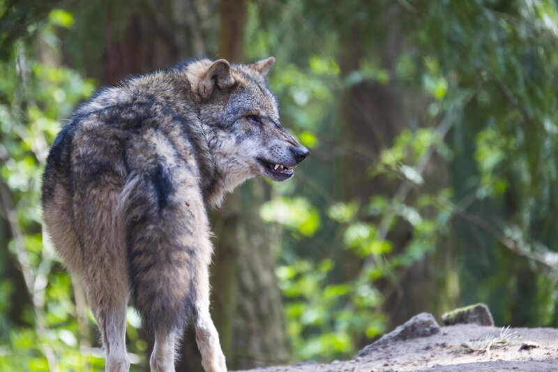 Wolf in Forest — Gray, Alert, Afternoon, Photograph, Trees, Rock