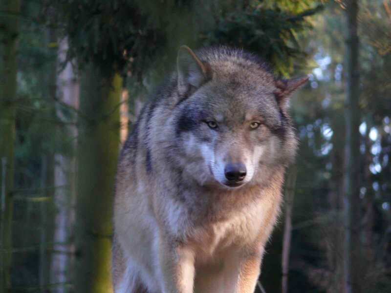 Wolf in Forest — Gray, Alert, Afternoon, Photograph, Trees