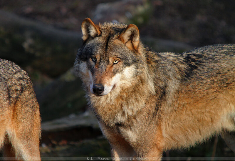 Wolf in Forest — Gray, Alert, Afternoon
