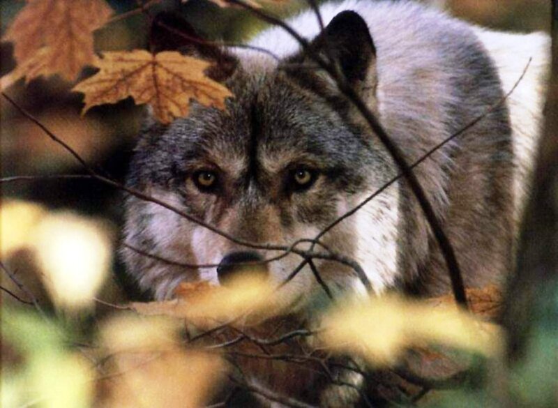 Wolf in Forest — Gray, Alert, Autumn, Photograph, Leaves