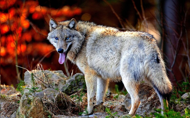 Wolf in Forest — Gray, Alert, Autumn, Photograph