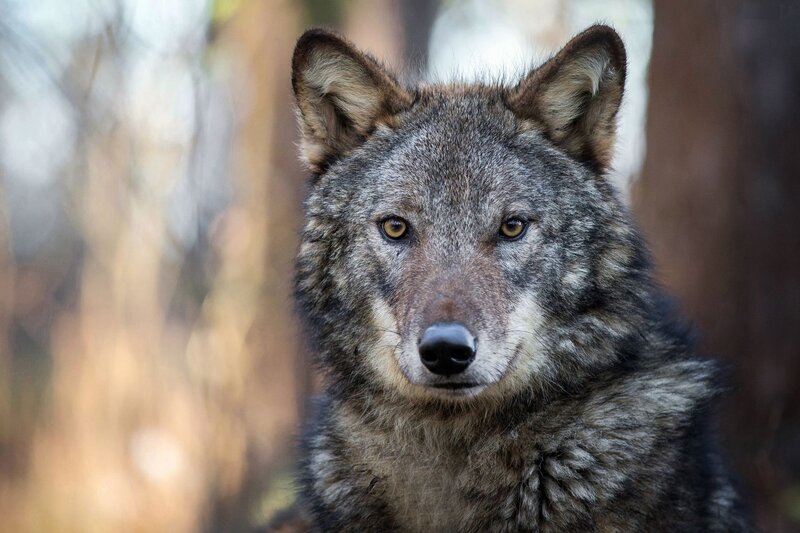 Wolf in Forest — Gray, Alert, Autumn, Photograph, Trees