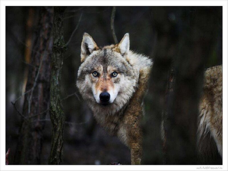 Wolf in Forest — Gray, Alert, Night