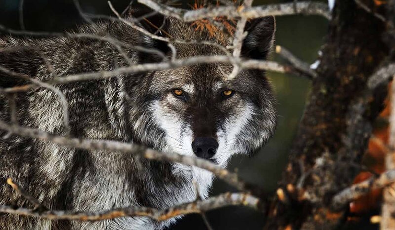 Wolf in Forest — Gray, Alert, Photograph, Branches