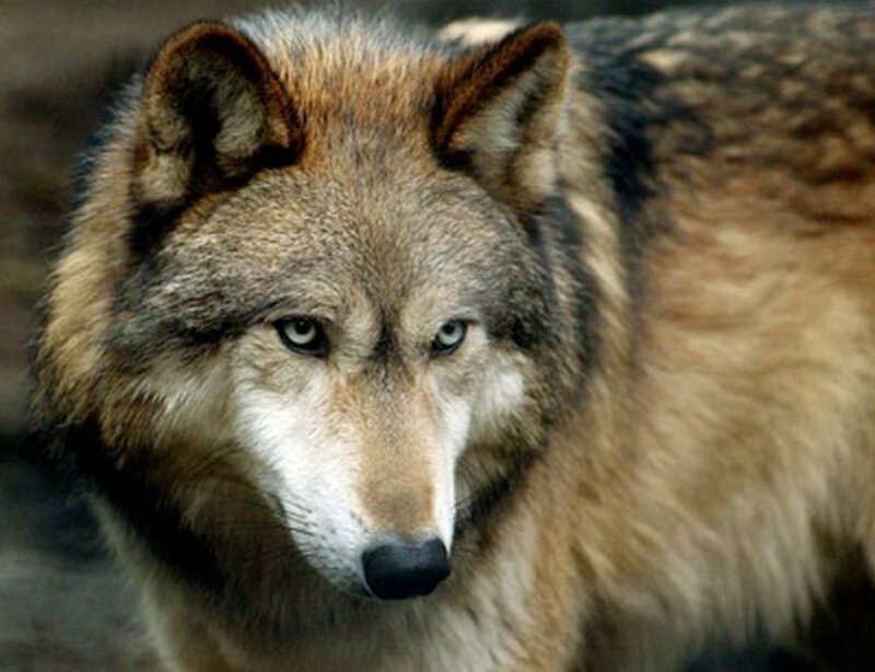 Wolf in Forest — Gray, Alert, Photograph, Eyes