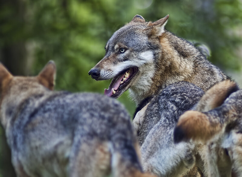 Wolf in Forest — Gray, Alert, Photograph, Other Wolves