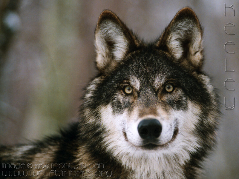 Wolf in Forest — Gray, Alert, Photograph
