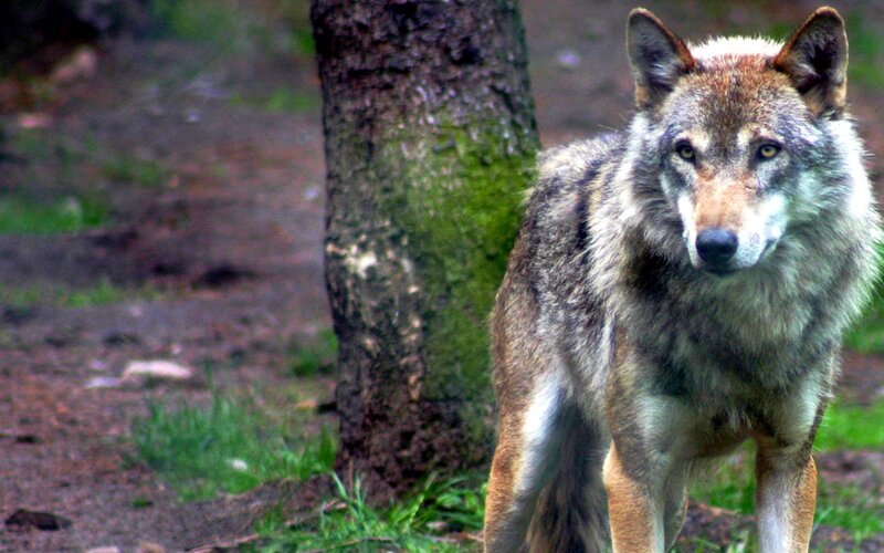 Wolf in Forest — Gray, Alert, Photograph, Tree