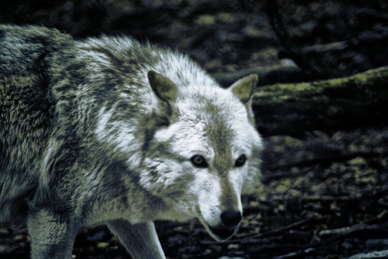 Wolf in Forest — Gray, Alert, Photograph, Tree Trunk