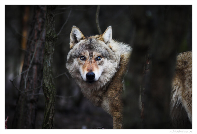 Wolf in Forest — Gray, Alert, Photograph, Trees