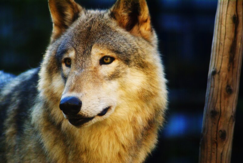 Wolf in Forest — Gray, Alert, Photograph, Wooden Post