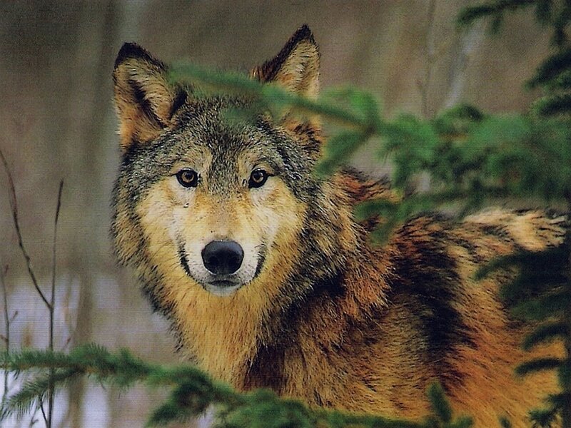 Wolf in Forest — Gray, Alert