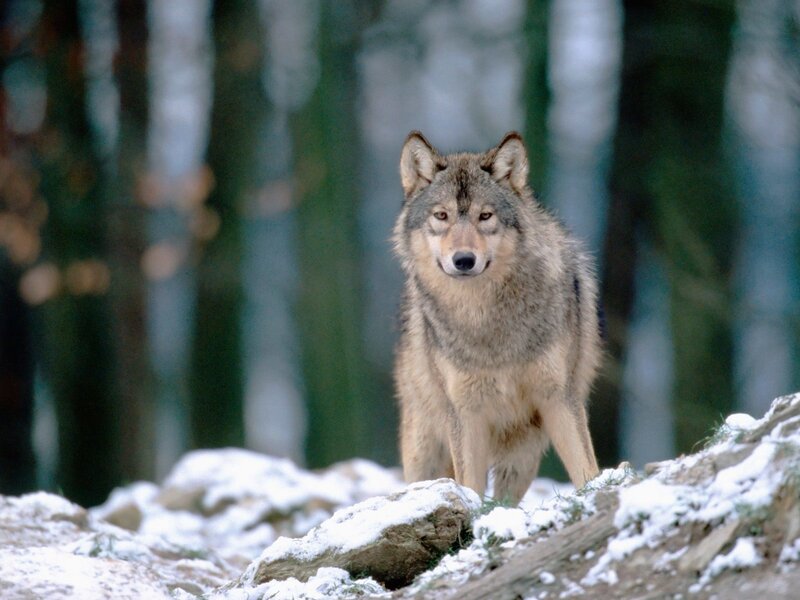 Wolf in Forest — Gray, Alert, Winter, Photograph