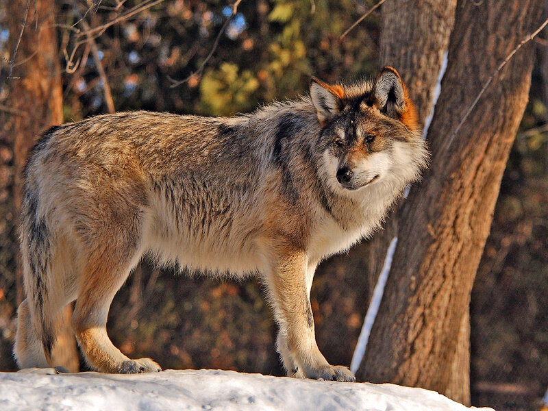Wolf in Forest — Gray, Alert, Winter, Photograph, Trees, Snow