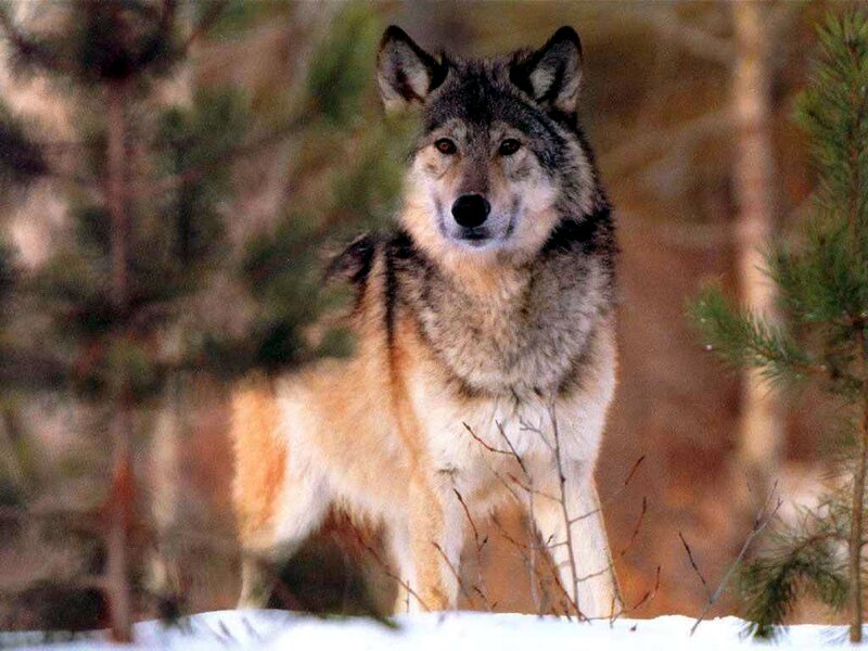 Wolf in Forest — Gray, Alert, Winter, Photograph, Trees