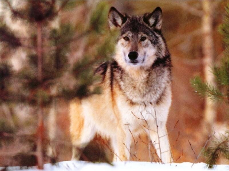 Wolf in Forest — Gray, Alert, Winter