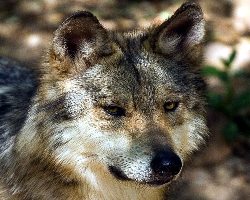 Wolf in Forest — Gray, Calm, Afternoon