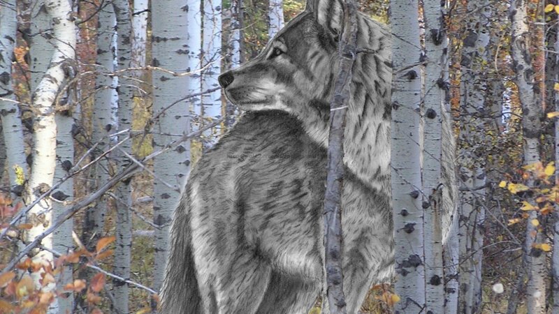 Wolf in Forest — Gray, Calm, Autumn