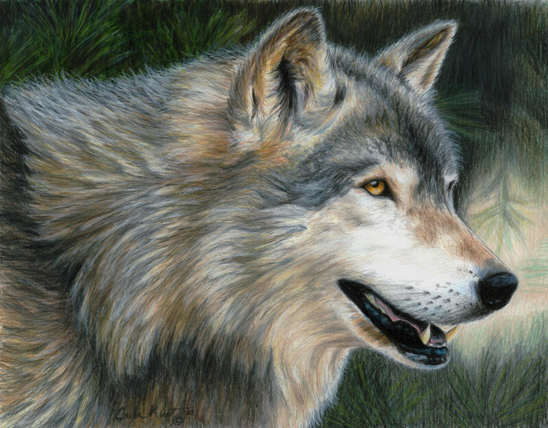 Wolf in Forest — Gray, Calm, Illustration