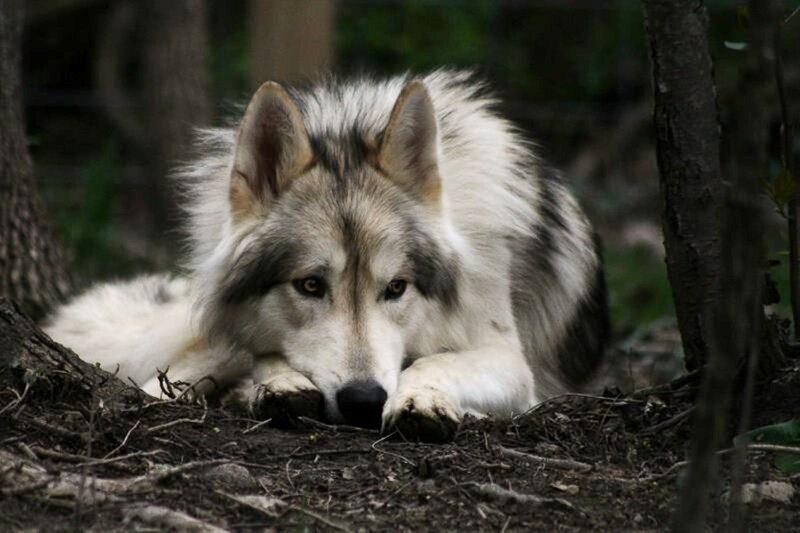 Wolf in Forest — Gray, Calm, Photograph