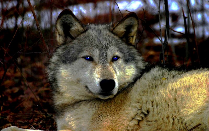 Wolf in Forest — Gray, Calm