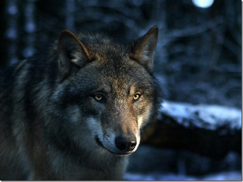 Wolf in Forest — Gray, Dark, Night