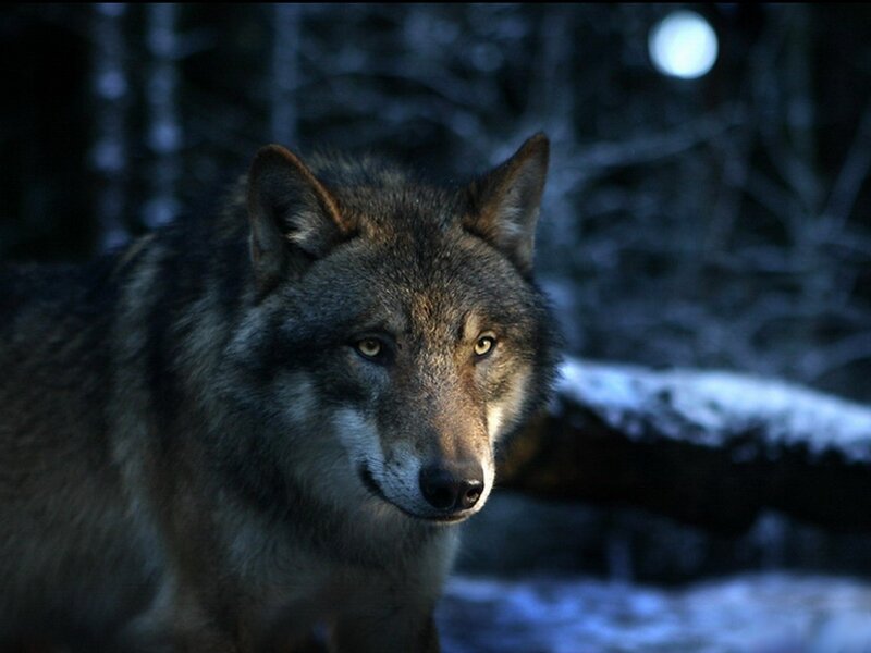 Wolf in Forest — Gray, Dark