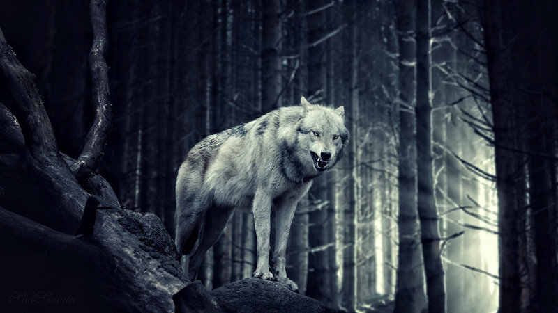 Wolf in Forest — Gray, Dramatic, Night, Digital Art