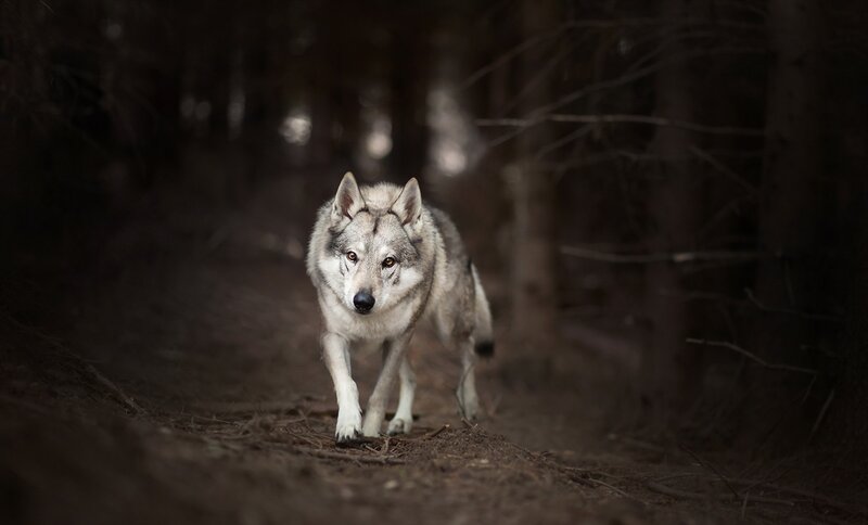 Wolf in Forest — Gray, Dramatic, Night, Photograph, Path