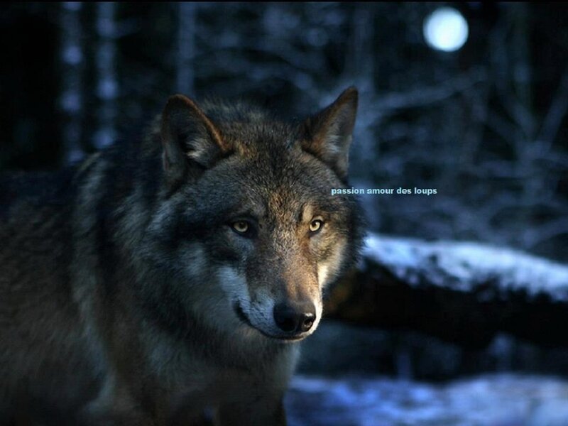 Wolf in Forest — Gray, Dramatic, Night, Photograph