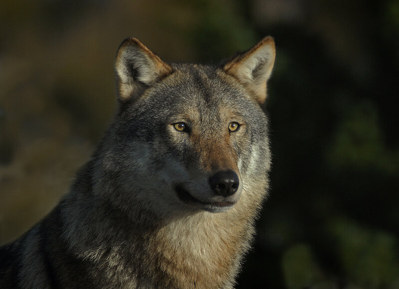 Wolf in Forest — Gray, Dramatic, Sunset