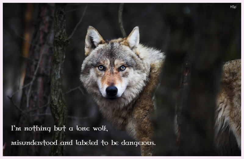 Wolf in Forest — Gray, Dramatic