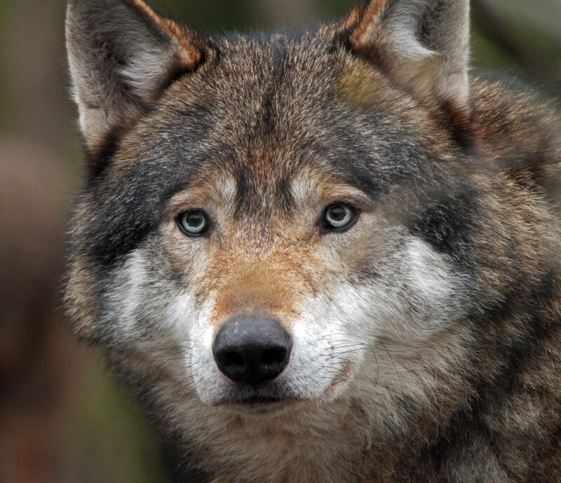 Wolf in Forest — Gray, Intense, Photograph