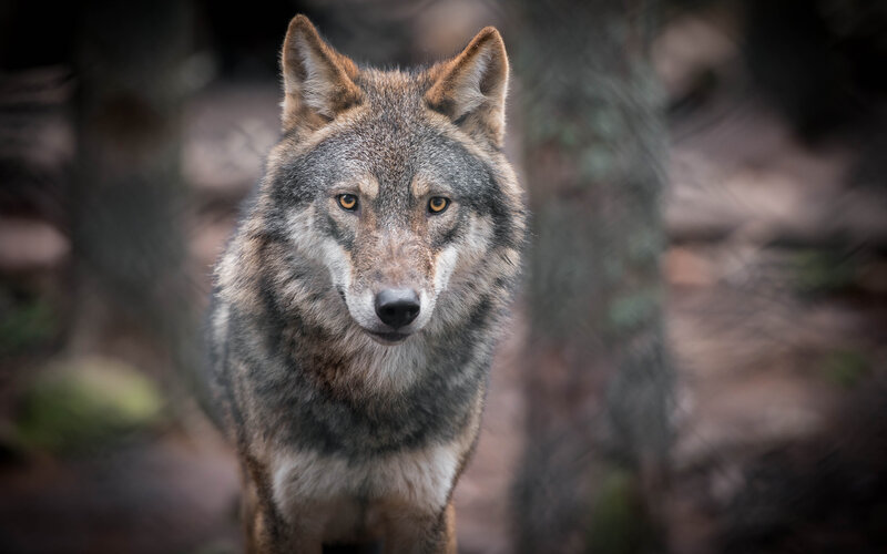 Wolf in Forest — Gray, Intense, Photograph, Trees