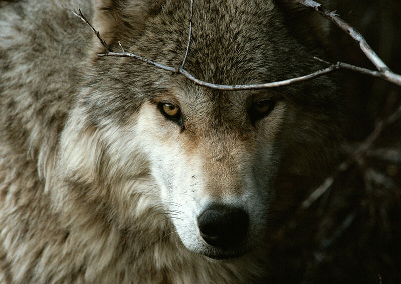 Wolf in Forest — Gray, Intense