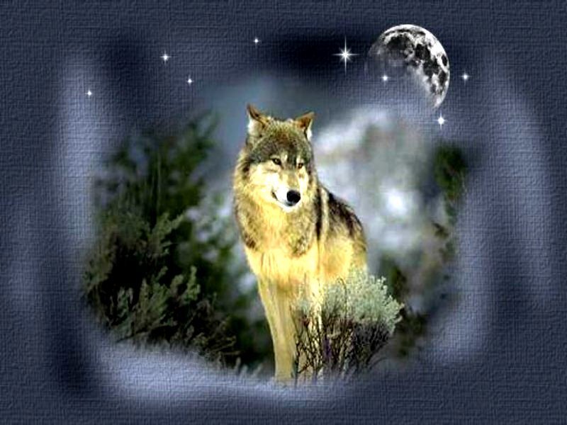 Wolf in Forest — Gray, Mystical