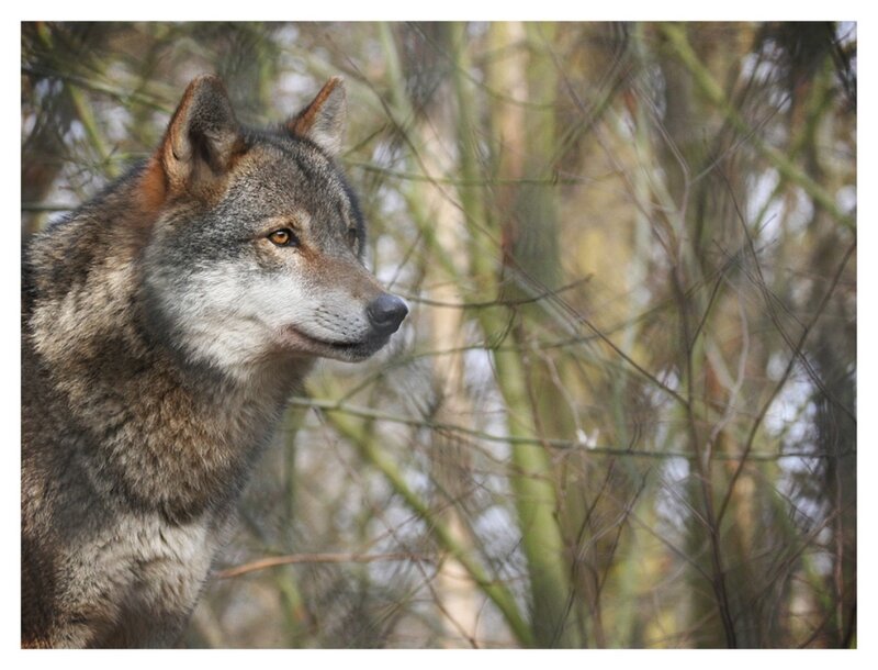 Wolf in Forest — Gray, Natural, Autumn