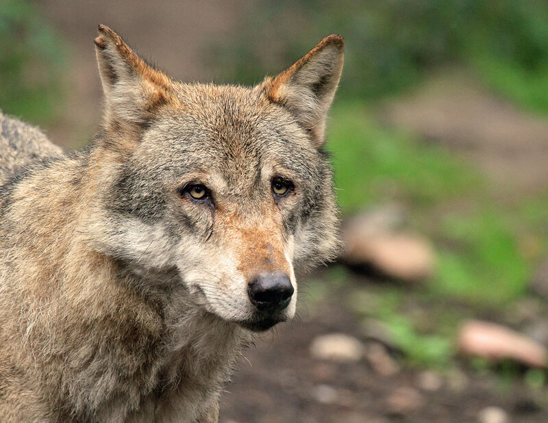 Wolf in Forest — Gray, Natural, Photograph, Ground