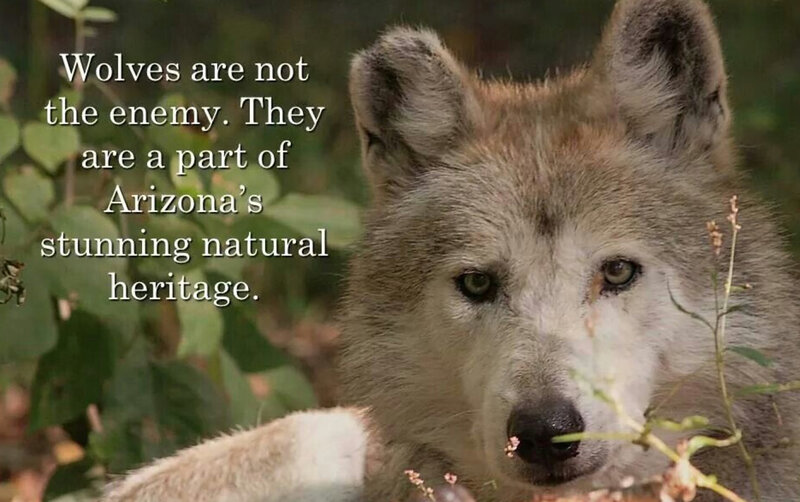 Wolf in Forest — Gray, Natural, Photograph