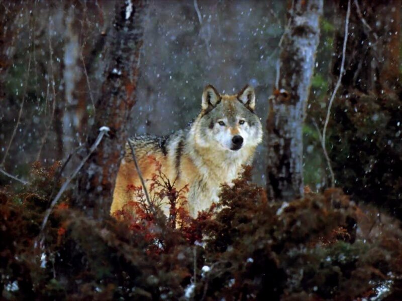Wolf in Forest — Gray, Natural