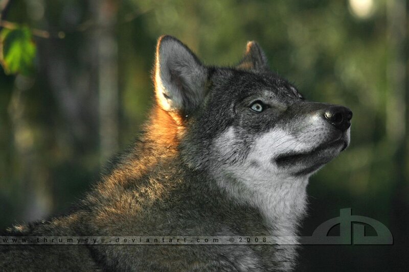 Wolf in Forest — Gray, Serene, Afternoon