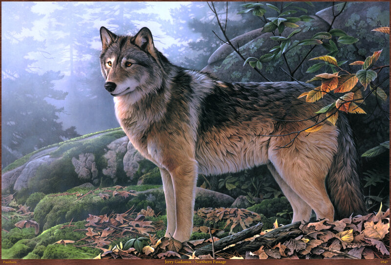 Wolf in Forest — Gray, Serene, Autumn