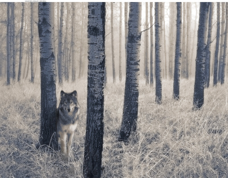 Wolf in Forest — Gray, Serene, Morning